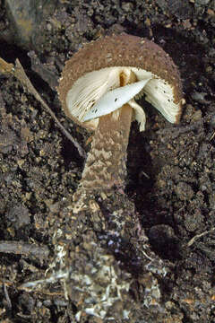 Image de Amanita cinereoannulosa Cleland 1933