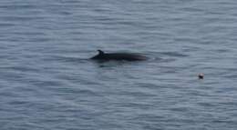 Image of minke whale