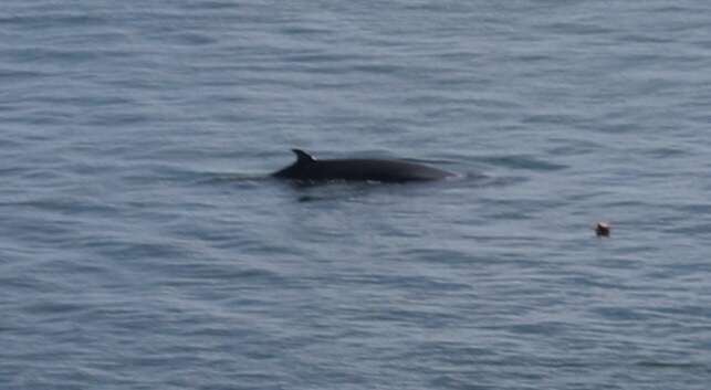 Image of minke whale