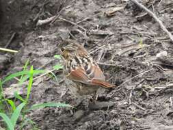 Melospiza georgiana georgiana (Latham 1790) resmi