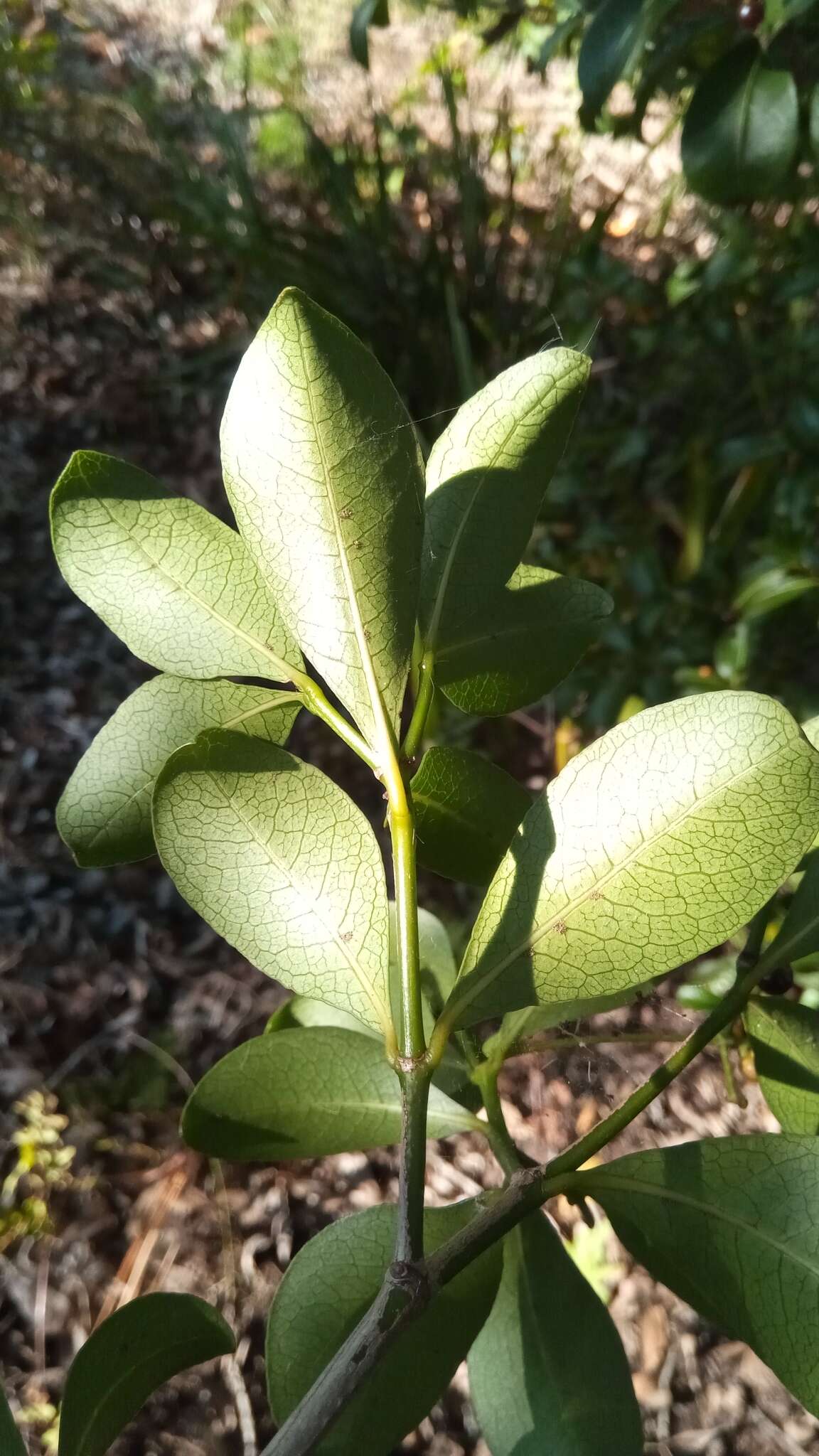 Image of Psychotria isalensis (Bremek.) A. P. Davis & Govaerts