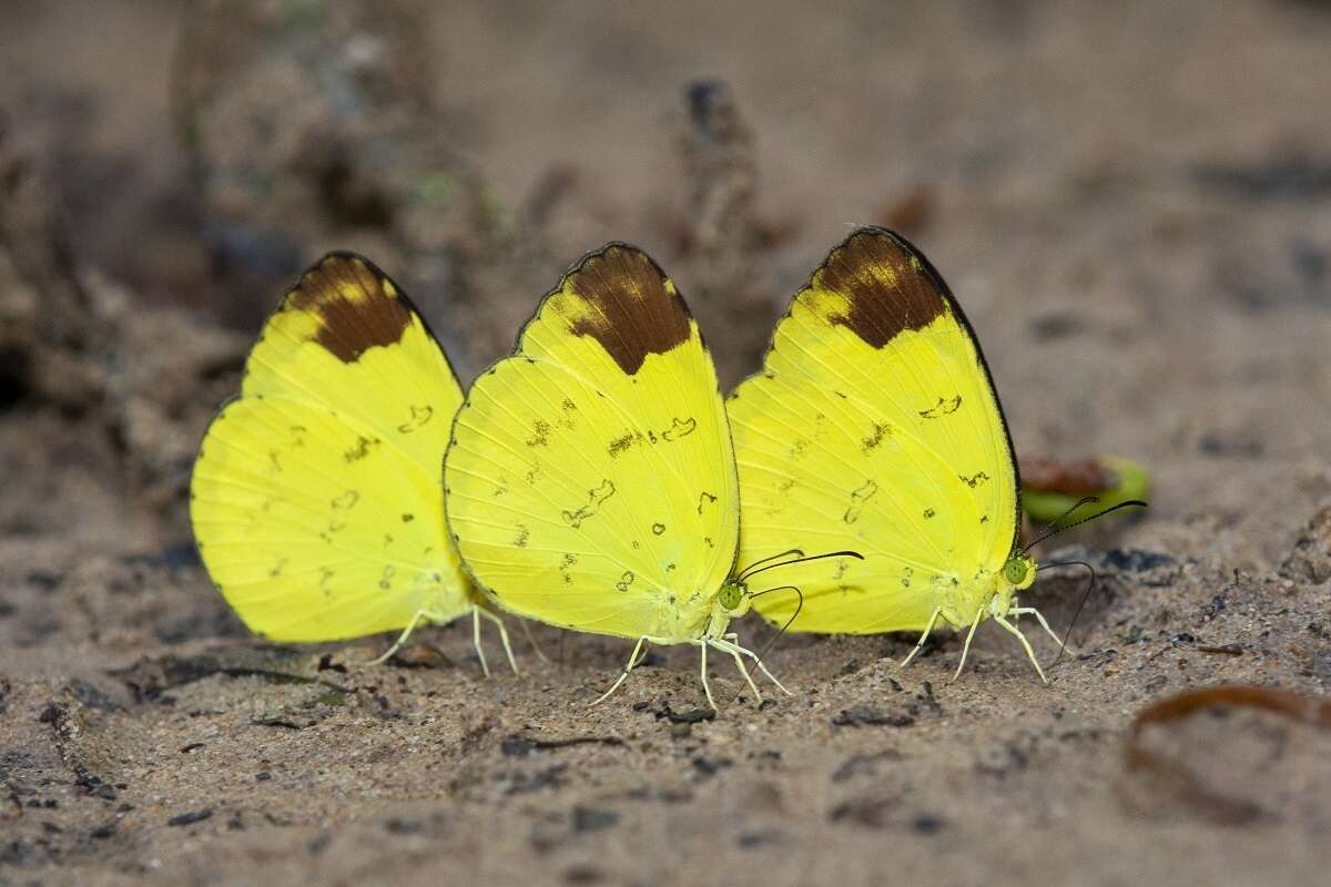 Image of Eurema simulatrix (Staudinger 1891)