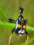 Image of Centrocorynus biguttatus Voss 1929