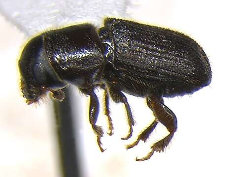 Image of Southern Pine Beetle