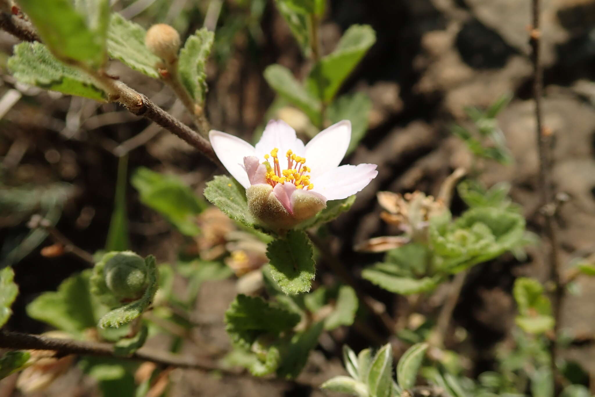 Image de Grewia hispida Harv.