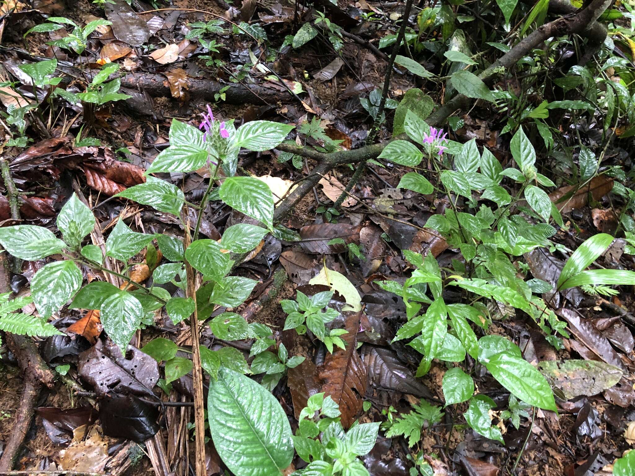 Image of Justicia brenesii (Leonard) D. N. Gibson