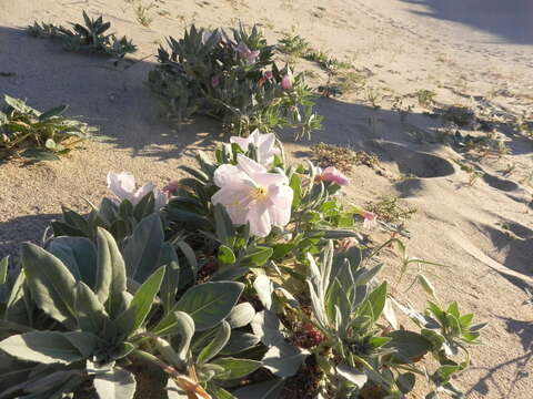 Imagem de Oenothera avita subsp. eurekensis (Munz & Roos) W. M. Klein