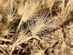 Plancia ëd Hordeum marinum subsp. gussoneanum (Parl.) Thell.