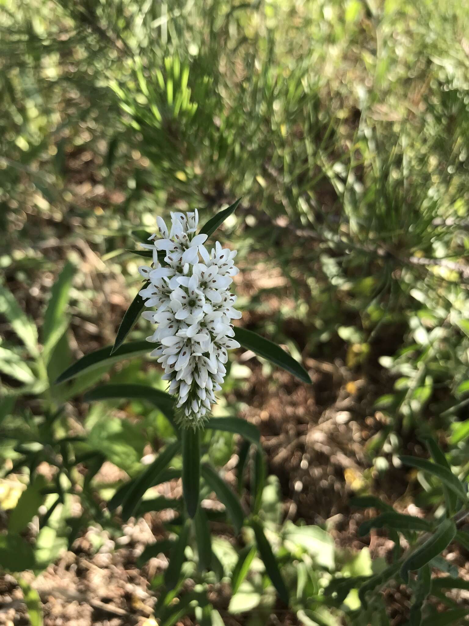 Lysimachia barystachys Bunge resmi