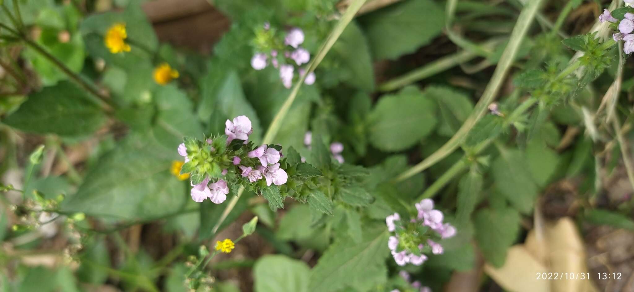 Imagem de Stachys gilliesii Benth.