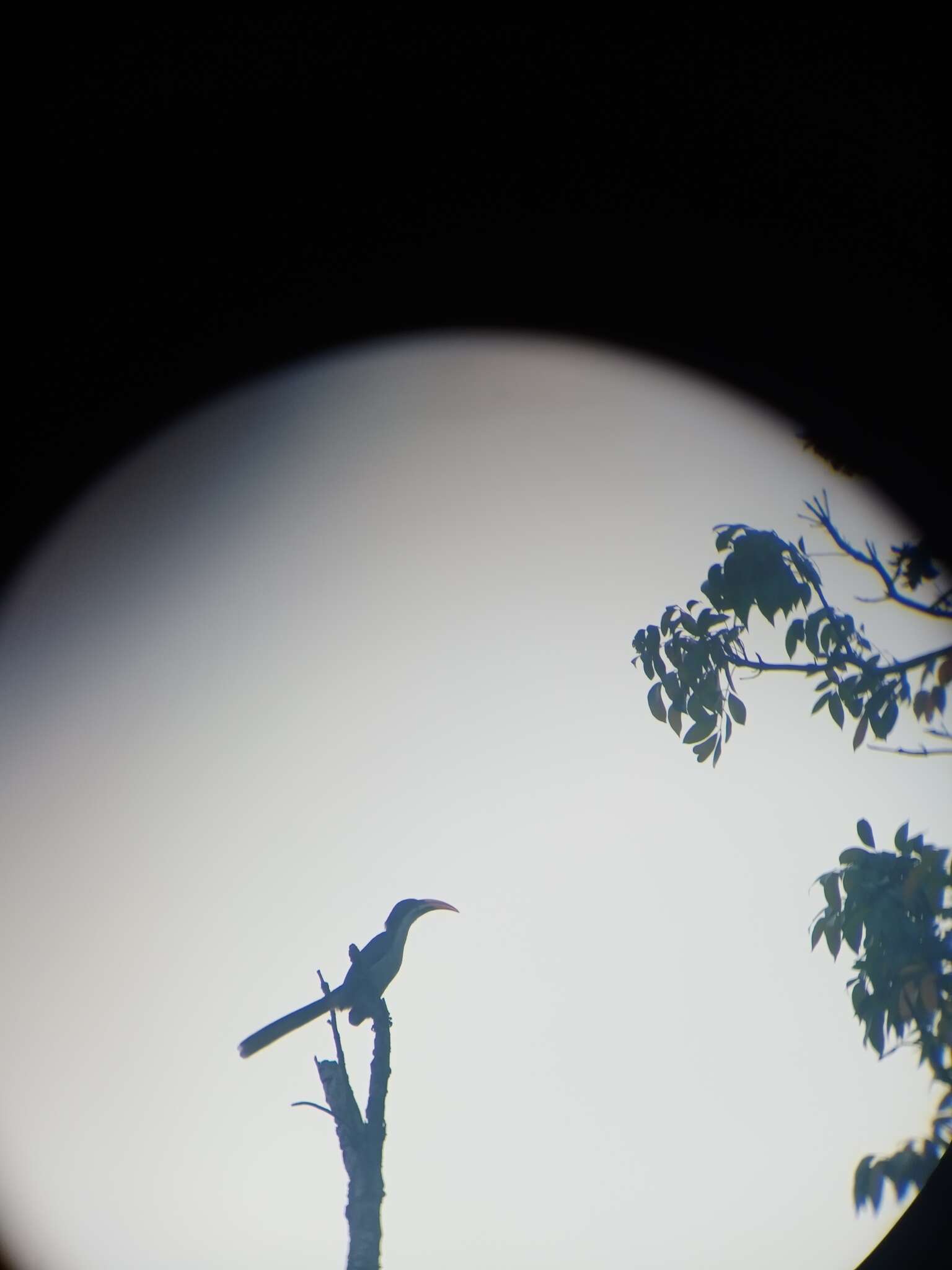 Image of Ceylon Grey-Hornbill