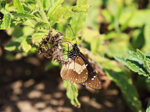 Plancia ëd Amauris albimaculata Butler 1875