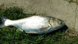 Image of silver carp