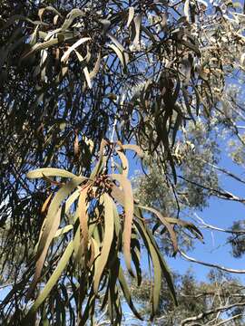 Imagem de Amyema pendula subsp. pendula