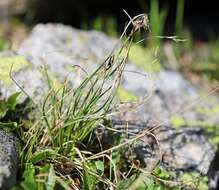 Image de Carex curvula All.