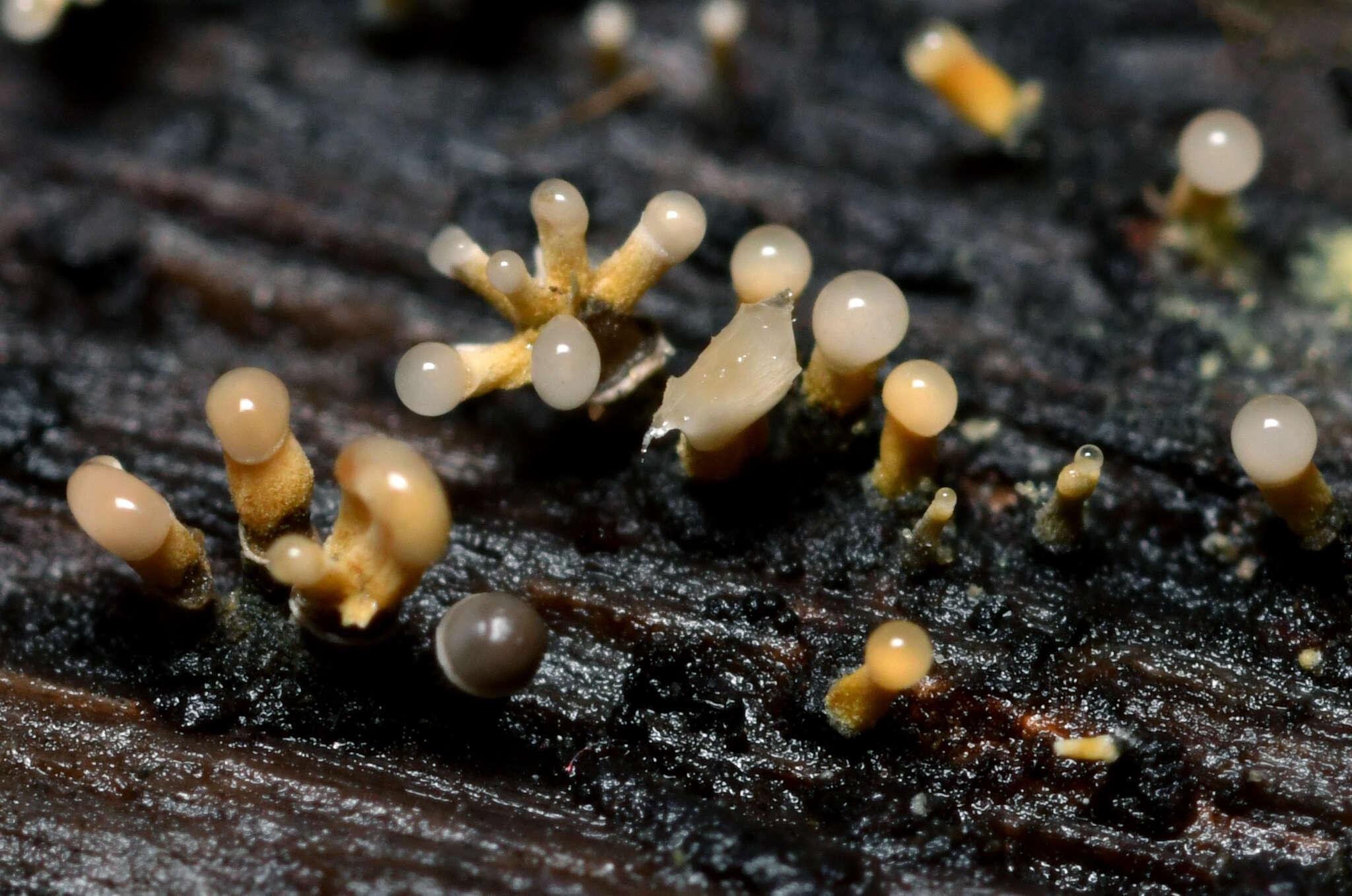 Image of Trichoderma flavipes (Peck) Seifert, Jaklitsch & Voglmayr 2014