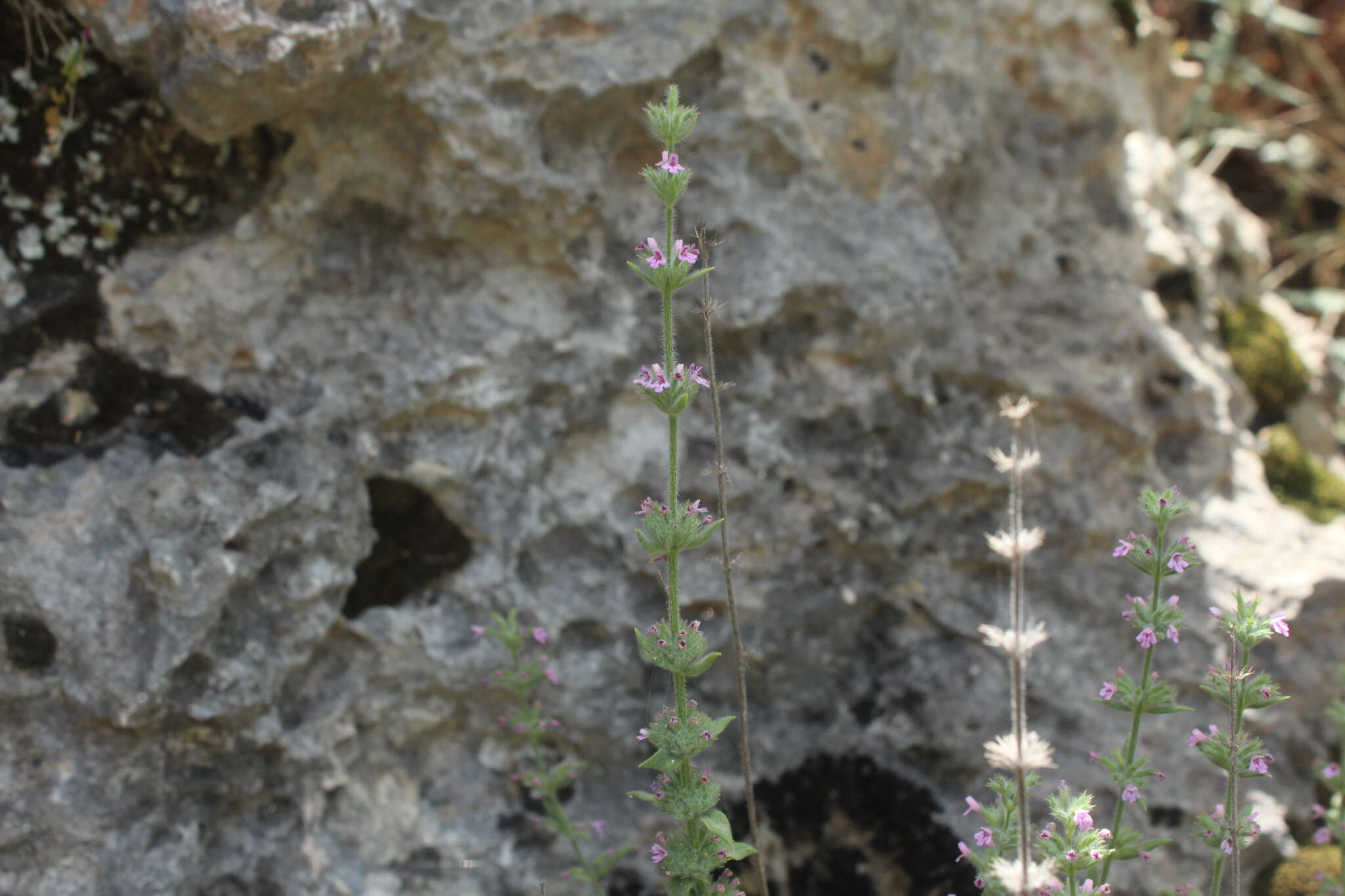 Image of Micromeria myrtifolia Boiss. & Hohen.