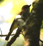 Image of Sulphur-bellied Whistler