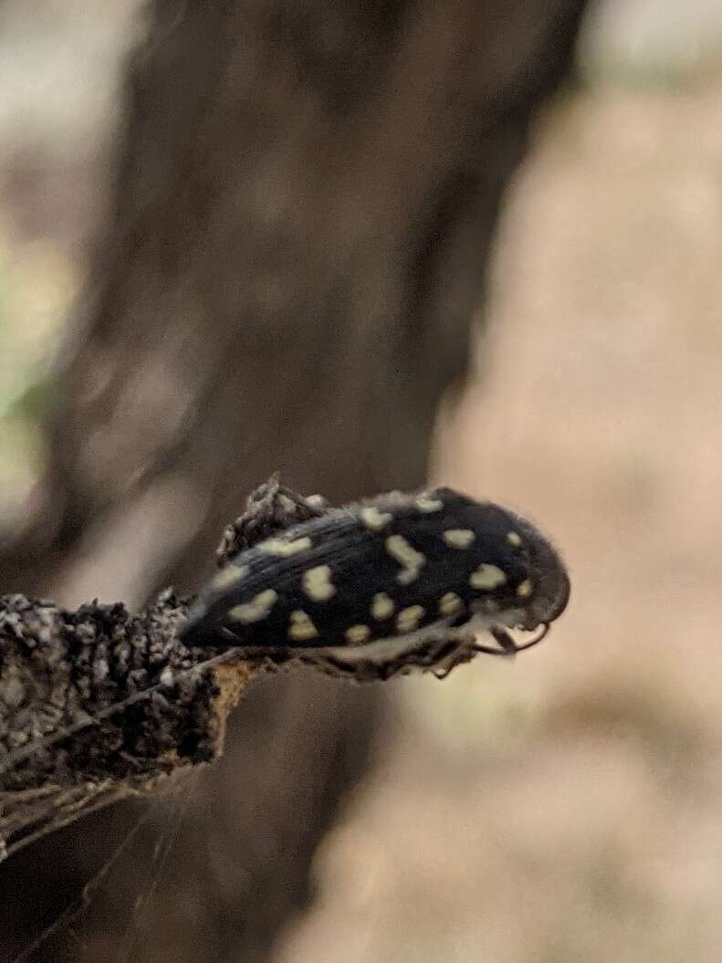 Image of Acmaeodera delumbis Horn 1894