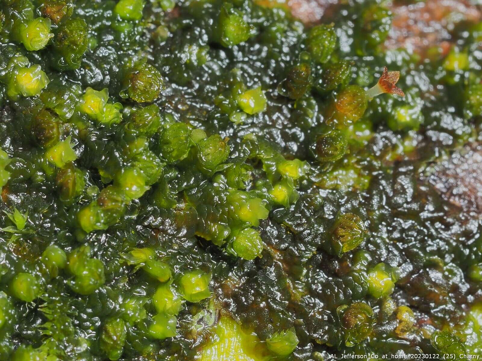 Image of Frullania virginica Lehm.