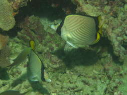 Image of Horseshoe butterflyfish