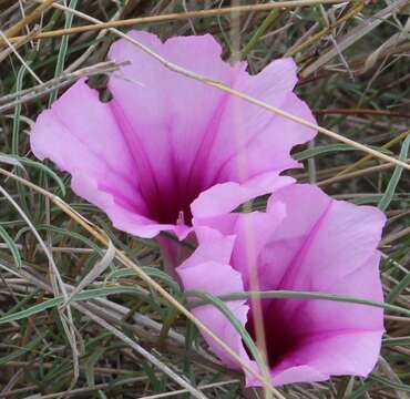 Слика од Ipomoea bolusiana Schinz