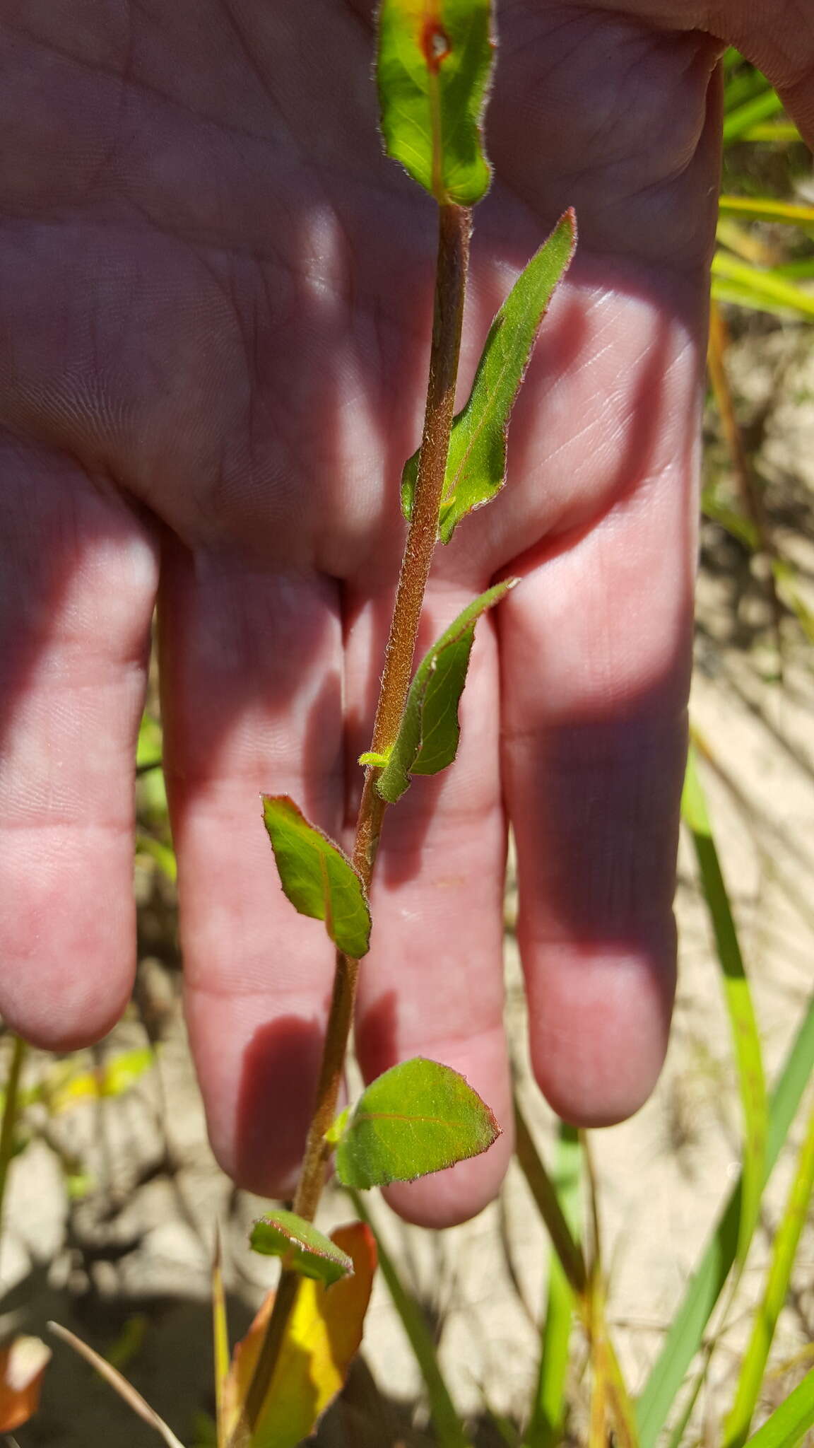 Oenothera heterophylla Spach的圖片