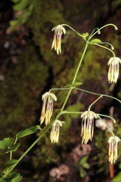 Image de Thalictrum gibbosum Lecoy.