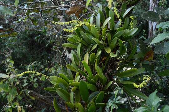 Image de Stelis quadrifida (Lex.) Solano & Soto Arenas