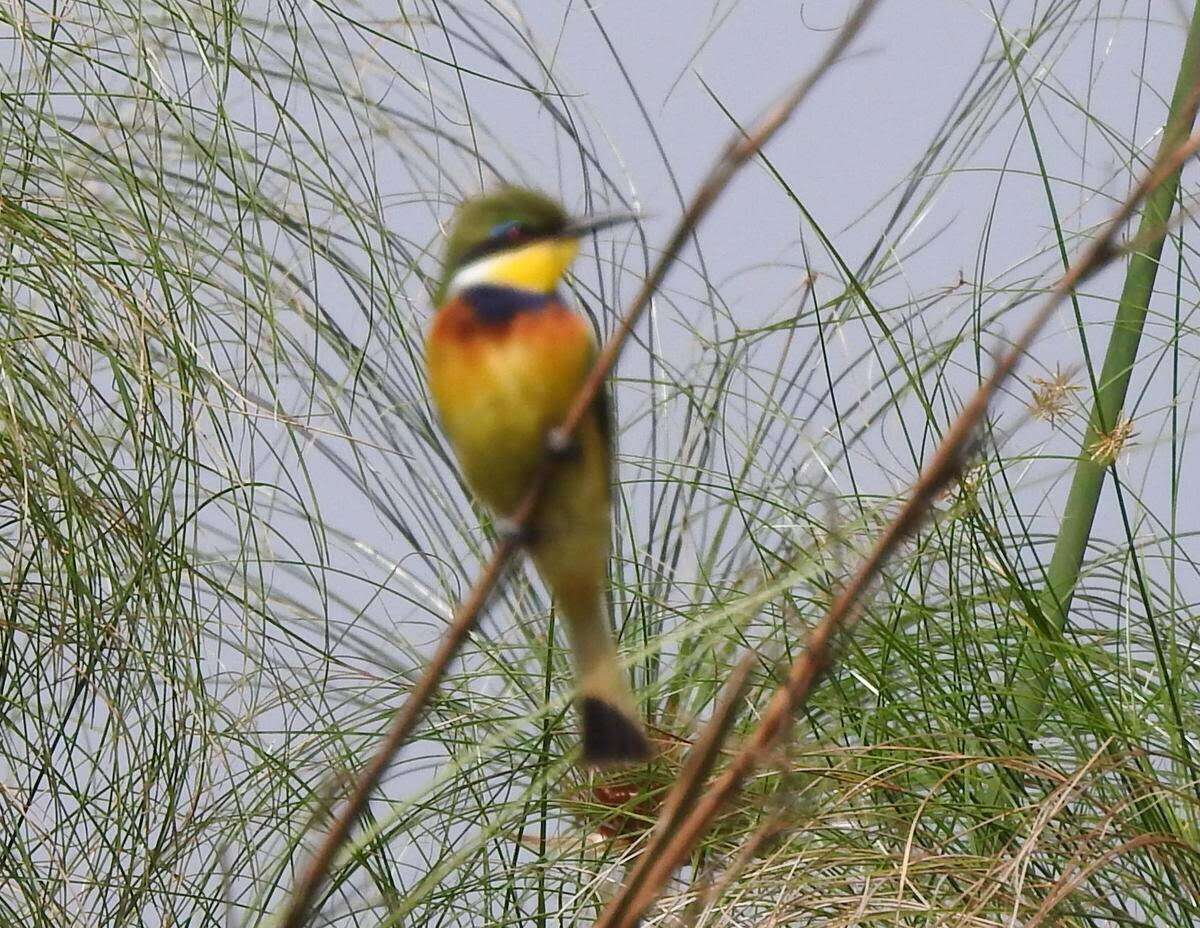 Image of Blue-breasted Bee-eater