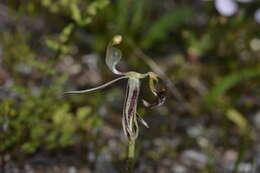 Image of Caladenia drakeoides Hopper & A. P. Br.