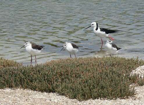 Image of Pied Stilt