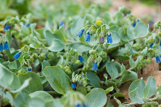 Image de Mertensia maritima subsp. maritima