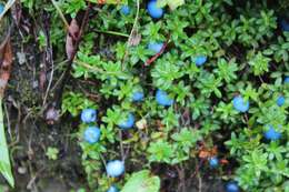 Imagem de Gaultheria trichophylla Royle