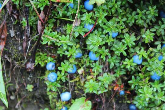 Plancia ëd Gaultheria trichophylla Royle