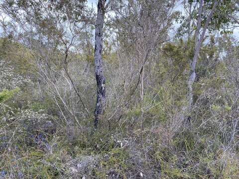 Image of redgum