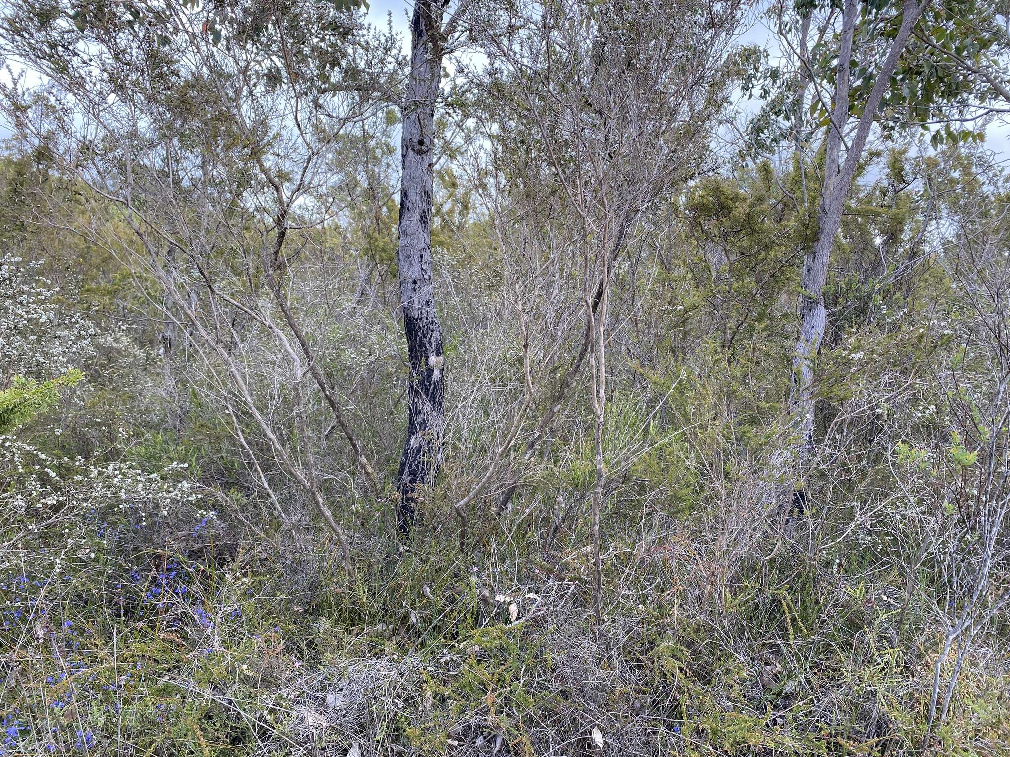 Sivun Corymbia calophylla (Lindl.) K. D. Hill & L. A. S. Johnson kuva