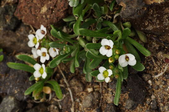 Plancia ëd Lobularia canariensis subsp. marginata (Webb ex Coss.) L. Borgen