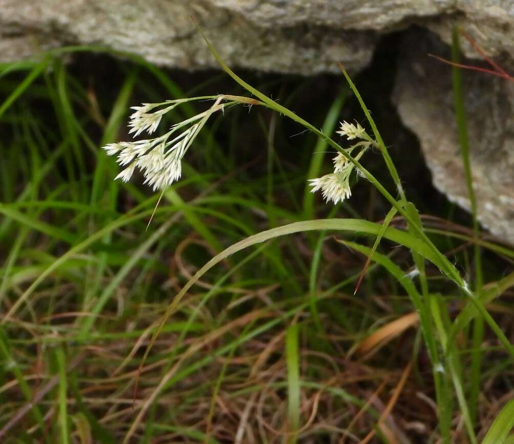 Image of lesser wood-rush