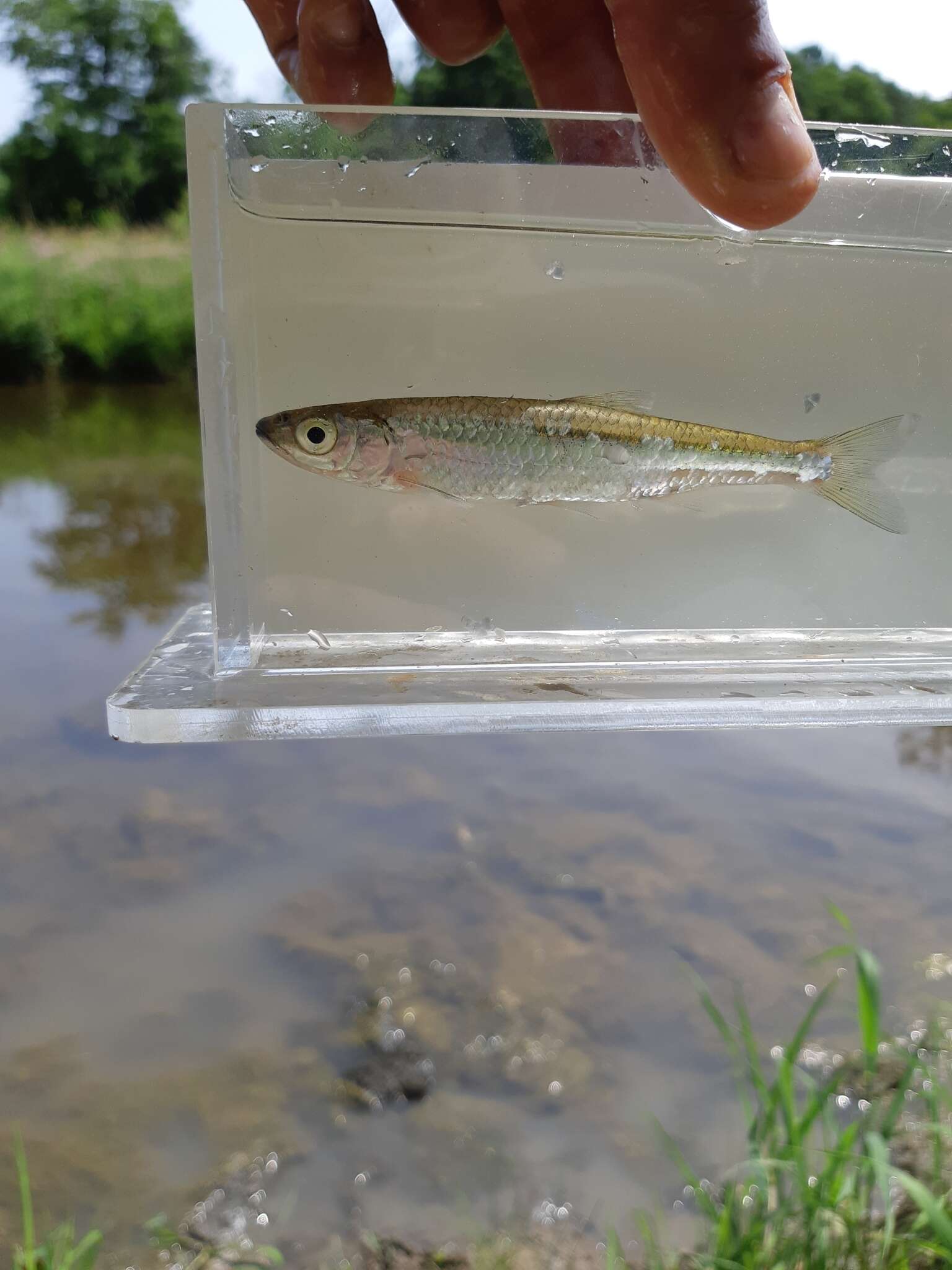 Image of Silver Shiner