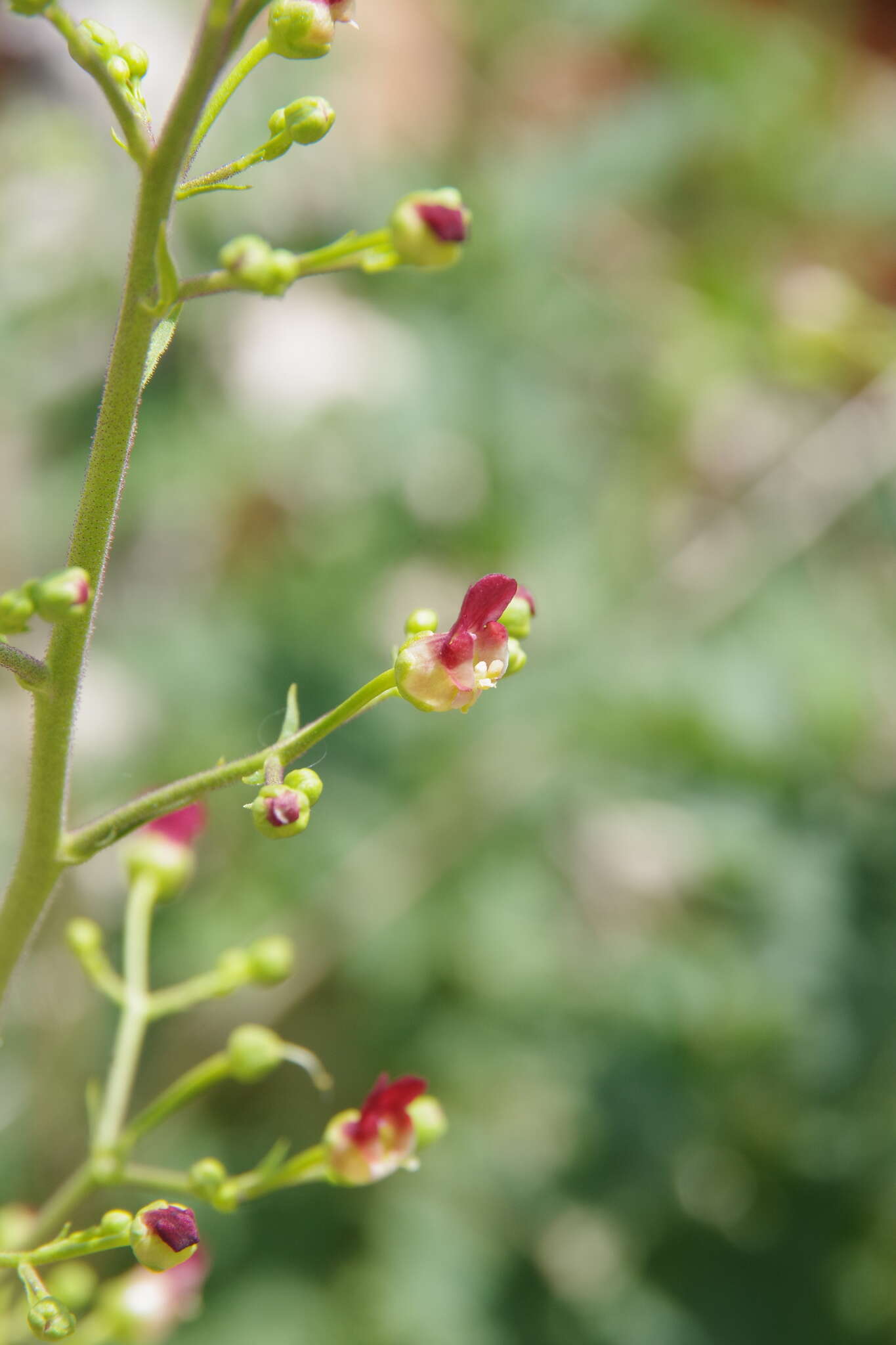 Image of desert figwort