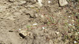 Image of Gayophytum diffusum subsp. parviflorum Lewis & Szweyk.