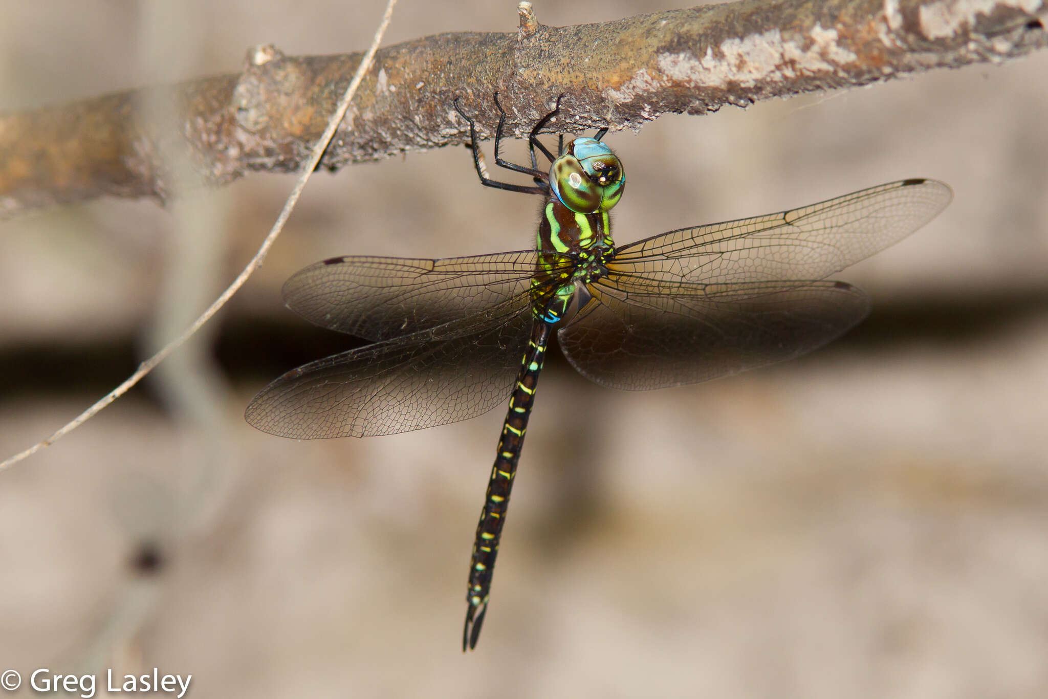 Image of Turquoise-tipped Darner