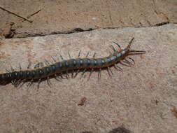 Image of Scolopendra viridicornis Newport 1844