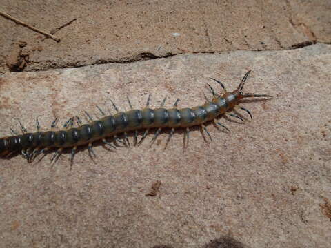 Image of Scolopendra viridicornis Newport 1844