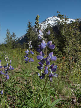 Image of broadleaf lupine