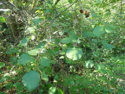 Image of Klamath plum