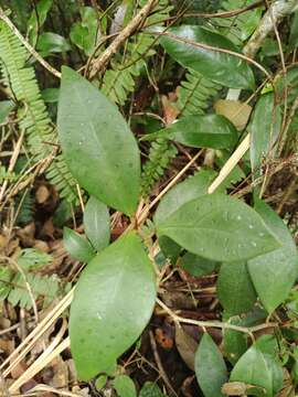 Слика од Ficus deltoidea Jack