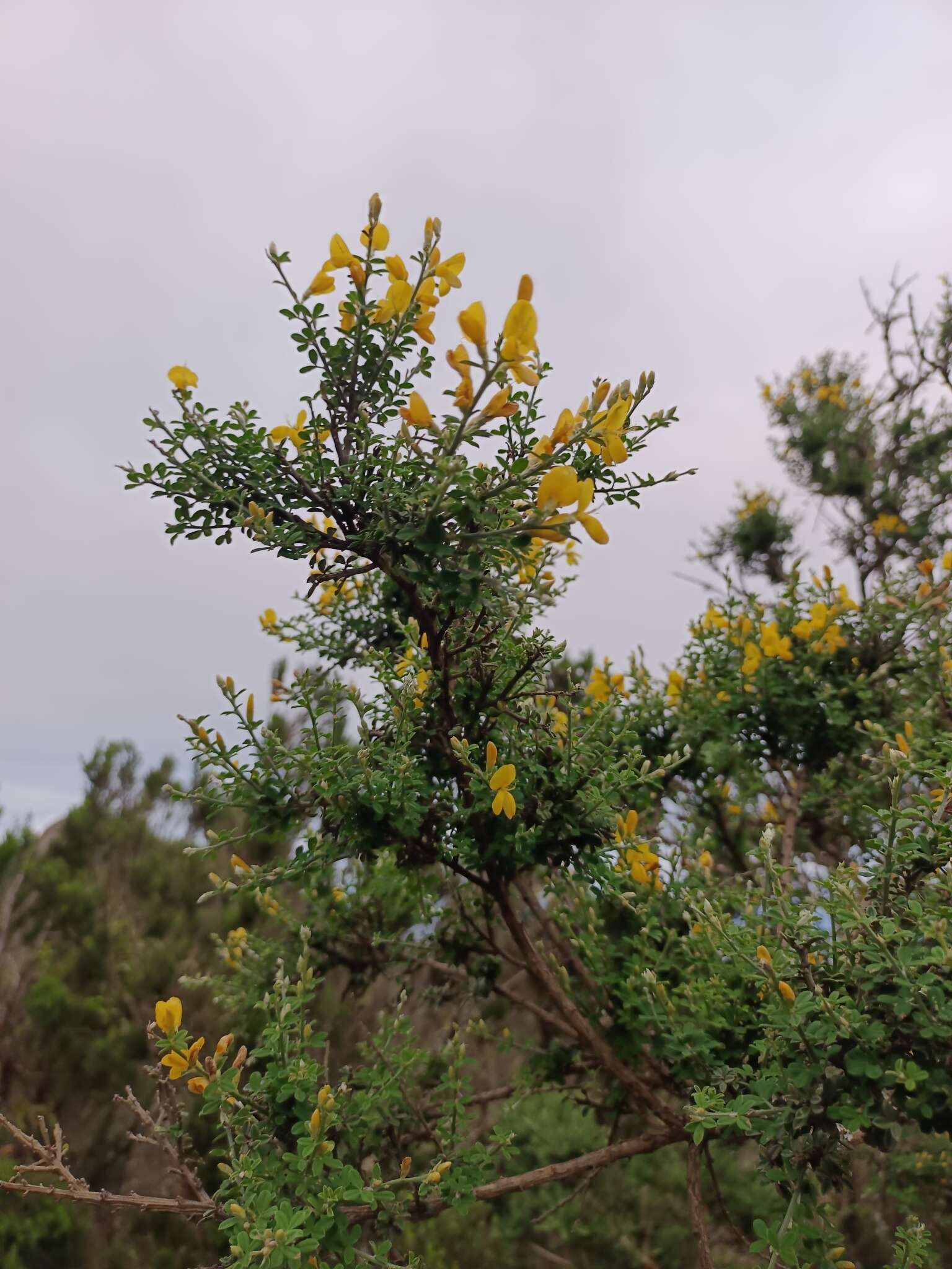 Imagem de Genista canariensis L.