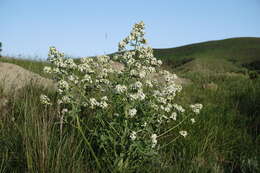 Image of Crambe tataria Sebeók